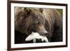 Brown Bear, Katmai National Park, Alaska-null-Framed Photographic Print