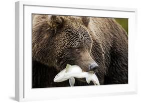 Brown Bear, Katmai National Park, Alaska-null-Framed Photographic Print