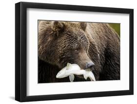 Brown Bear, Katmai National Park, Alaska-null-Framed Photographic Print