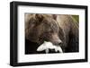 Brown Bear, Katmai National Park, Alaska-null-Framed Photographic Print