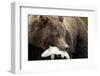 Brown Bear, Katmai National Park, Alaska-null-Framed Photographic Print