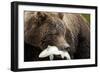 Brown Bear, Katmai National Park, Alaska-null-Framed Photographic Print