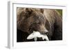 Brown Bear, Katmai National Park, Alaska-null-Framed Photographic Print