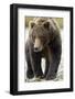 Brown Bear, Katmai National Park, Alaska-null-Framed Photographic Print