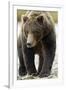 Brown Bear, Katmai National Park, Alaska-null-Framed Photographic Print