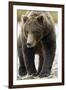 Brown Bear, Katmai National Park, Alaska-null-Framed Photographic Print