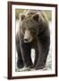 Brown Bear, Katmai National Park, Alaska-null-Framed Photographic Print