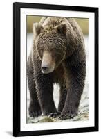 Brown Bear, Katmai National Park, Alaska-null-Framed Photographic Print