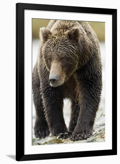 Brown Bear, Katmai National Park, Alaska-null-Framed Photographic Print