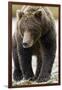 Brown Bear, Katmai National Park, Alaska-null-Framed Photographic Print