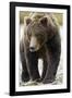 Brown Bear, Katmai National Park, Alaska-null-Framed Photographic Print