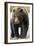 Brown Bear, Katmai National Park, Alaska-null-Framed Photographic Print