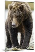 Brown Bear, Katmai National Park, Alaska-null-Mounted Photographic Print