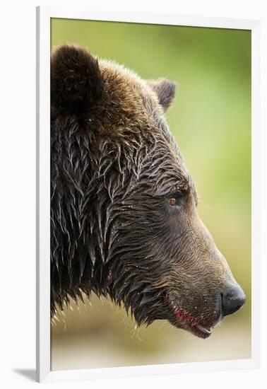 Brown Bear, Katmai National Park, Alaska-null-Framed Photographic Print