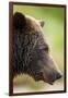 Brown Bear, Katmai National Park, Alaska-null-Framed Photographic Print