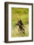 Brown Bear, Katmai National Park, Alaska-null-Framed Photographic Print