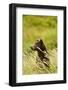 Brown Bear, Katmai National Park, Alaska-null-Framed Photographic Print