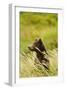 Brown Bear, Katmai National Park, Alaska-null-Framed Photographic Print