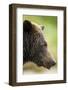 Brown Bear, Katmai National Park, Alaska-null-Framed Photographic Print