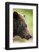 Brown Bear, Katmai National Park, Alaska-null-Framed Photographic Print