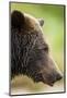 Brown Bear, Katmai National Park, Alaska-null-Mounted Photographic Print