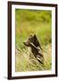 Brown Bear, Katmai National Park, Alaska-null-Framed Photographic Print