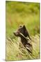 Brown Bear, Katmai National Park, Alaska-null-Mounted Photographic Print