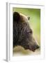 Brown Bear, Katmai National Park, Alaska-null-Framed Photographic Print