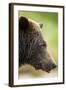 Brown Bear, Katmai National Park, Alaska-null-Framed Photographic Print