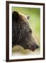 Brown Bear, Katmai National Park, Alaska-null-Framed Photographic Print