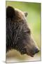 Brown Bear, Katmai National Park, Alaska-null-Mounted Photographic Print