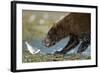 Brown Bear, Katmai National Park, Alaska-Paul Souders-Framed Photographic Print