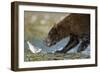 Brown Bear, Katmai National Park, Alaska-Paul Souders-Framed Photographic Print