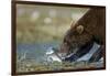 Brown Bear, Katmai National Park, Alaska-Paul Souders-Framed Photographic Print