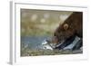 Brown Bear, Katmai National Park, Alaska-Paul Souders-Framed Photographic Print