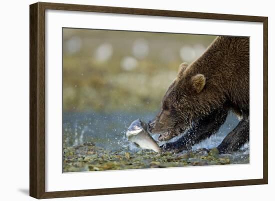 Brown Bear, Katmai National Park, Alaska-Paul Souders-Framed Photographic Print