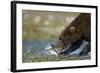 Brown Bear, Katmai National Park, Alaska-Paul Souders-Framed Photographic Print