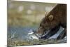 Brown Bear, Katmai National Park, Alaska-Paul Souders-Mounted Photographic Print