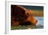 Brown Bear, Katmai National Park, Alaska-Paul Souders-Framed Photographic Print