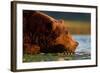 Brown Bear, Katmai National Park, Alaska-Paul Souders-Framed Photographic Print