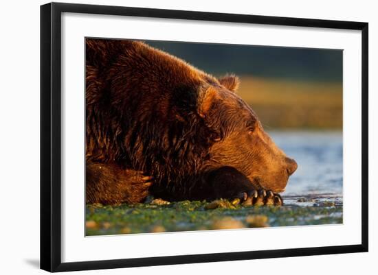 Brown Bear, Katmai National Park, Alaska-Paul Souders-Framed Photographic Print