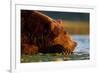 Brown Bear, Katmai National Park, Alaska-Paul Souders-Framed Photographic Print