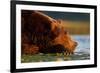 Brown Bear, Katmai National Park, Alaska-Paul Souders-Framed Photographic Print