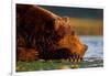 Brown Bear, Katmai National Park, Alaska-Paul Souders-Framed Photographic Print