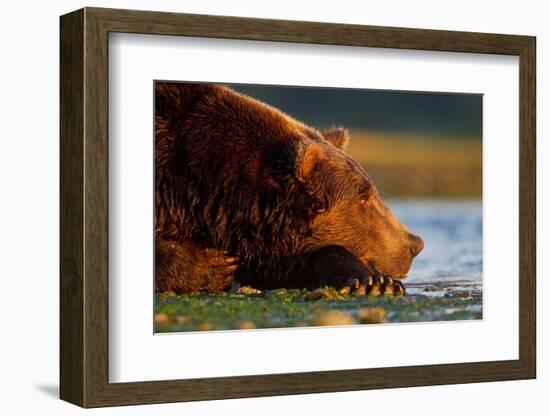 Brown Bear, Katmai National Park, Alaska-Paul Souders-Framed Photographic Print