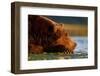 Brown Bear, Katmai National Park, Alaska-Paul Souders-Framed Photographic Print