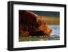 Brown Bear, Katmai National Park, Alaska-Paul Souders-Framed Photographic Print