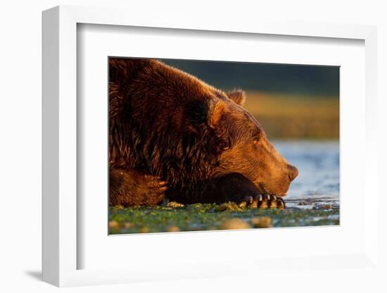 Brown Bear, Katmai National Park, Alaska-Paul Souders-Framed Photographic Print