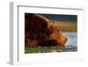 Brown Bear, Katmai National Park, Alaska-Paul Souders-Framed Photographic Print