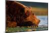 Brown Bear, Katmai National Park, Alaska-Paul Souders-Mounted Photographic Print